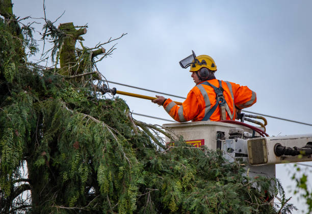 How Our Tree Care Process Works  in  Wayne, PA