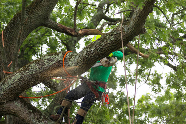 Best Arborist Consultation Services  in Wayne, PA